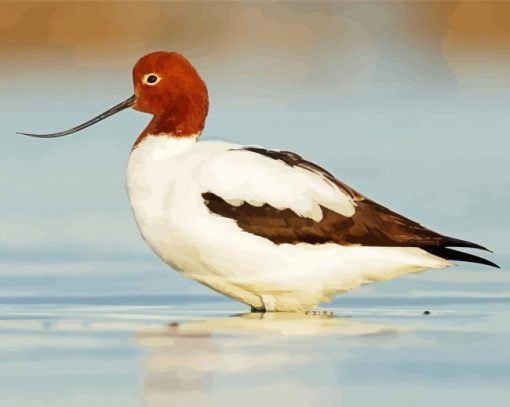 Avocet Birds paint by number