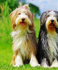 Bearded Collie Puppies paint by number