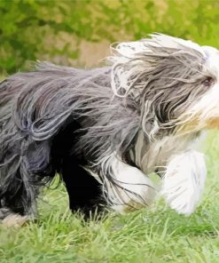 Bearded Collie Puppy paint by number