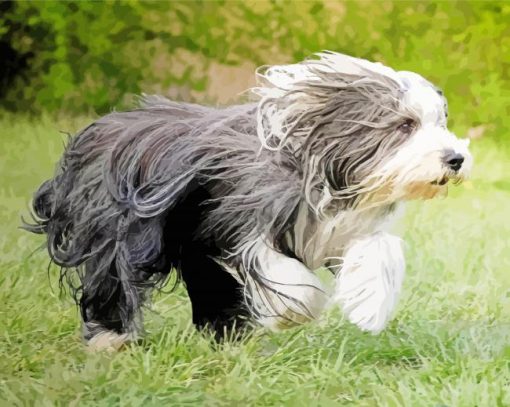 Bearded Collie Puppy paint by number