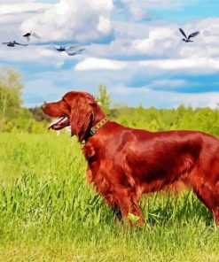 Beautiful Irish Setter paint by number