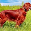 Beautiful Irish Setter paint by number