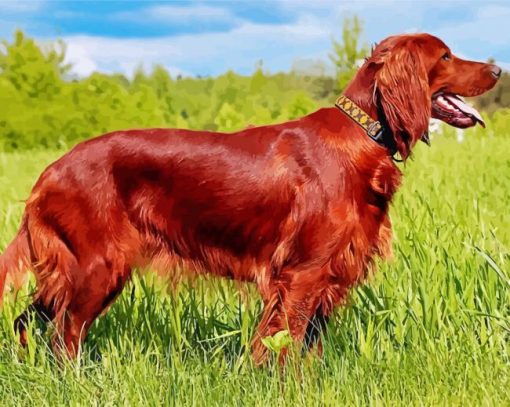 Beautiful Irish Setter paint by number