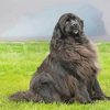 Beautiful Newfie paint by number