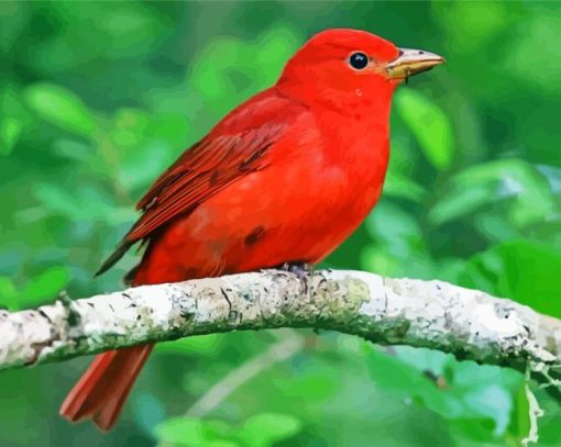 Beautiful Red Birds paint by number