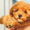 Beautiful Toy Poodle paint by number