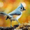 Beautiful Tufted Titmouse paint by number