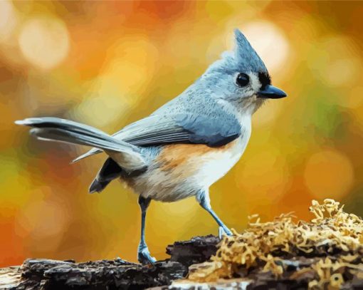 Beautiful Tufted Titmouse paint by number