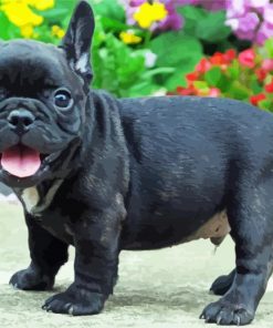 Black French Bulldog Dog paint by number