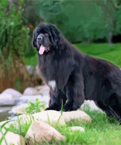 Black Newfie Dog paint by number