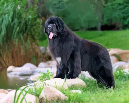 Black Newfie Dog paint by number