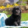 Black Newfy Puppy paint by number