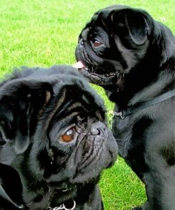 Black Pug Puppies paint by number