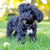 Black Yorkiepoo paint by number