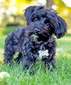 Black Yorkiepoo paint by number