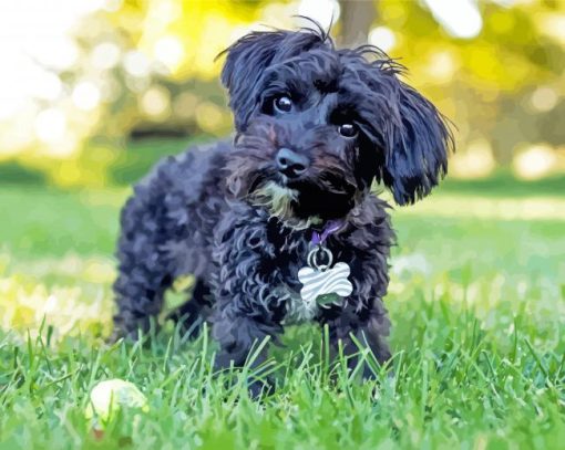 Black Yorkiepoo paint by number