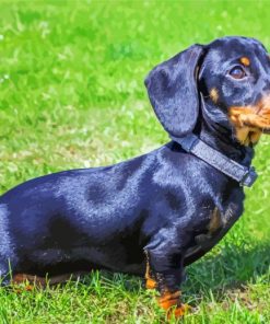 Black Dachshund Dog paint by number