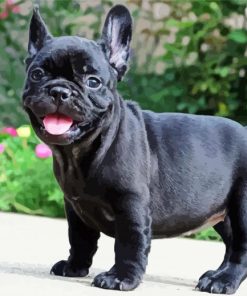 Black French Bulldog Puppy paint by number