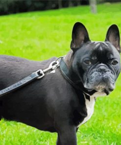 Black French Bulldog paint by number