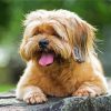 Brown Lhasa Apso Puppy paint by number