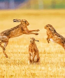 Brown Hares Boxing paint by number