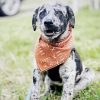 Catahoula Hound Dog paint by number