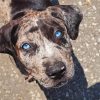 Catahoula Hound Blue Eyes paint by number