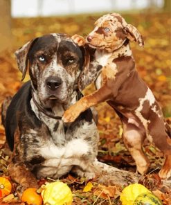 Catahoula Leopard Dogs paint by number