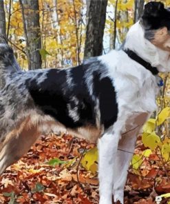 Catahoula Leopard In Forest paint by number