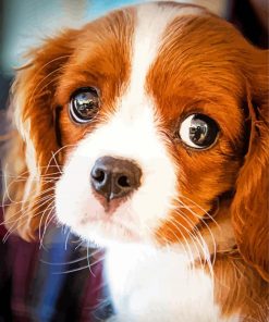 Cavalier King Charles Spaniel Dog paint by number