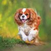 Cavalier King Charles Spaniel Puppies paint by number