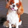 Cavalier King Charles Spaniel Puppy paint by number