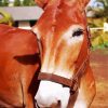 Close Up Mule Animal paint by number