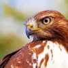 Close Up Red Tailed Hawk paint by number