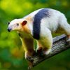 Cute Anteater Animal paint by number