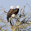 Cute Eagles On A Tree paint by number