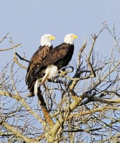 Cute Eagles On A Tree paint by number