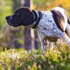 Cute English Pointer paint by number