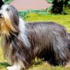 Cute Lhasa Apso paint by number