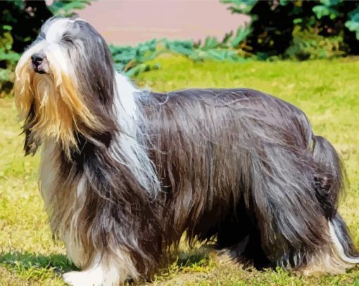 Cute Lhasa Apso paint by number