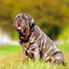 Cute Neapolitan Mastiff paint by number