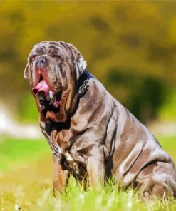 Cute Neapolitan Mastiff paint by number