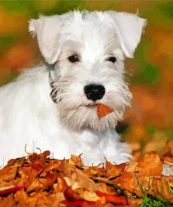 Cute Schnauzer Puppy paint by number