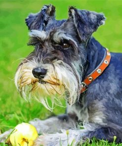 Cute Schnauzer Dog paint by number