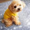 Cute Toy Poodle paint by number