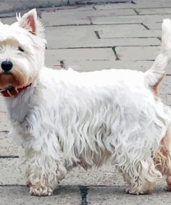 Cute West Highland White Terrier paint by number