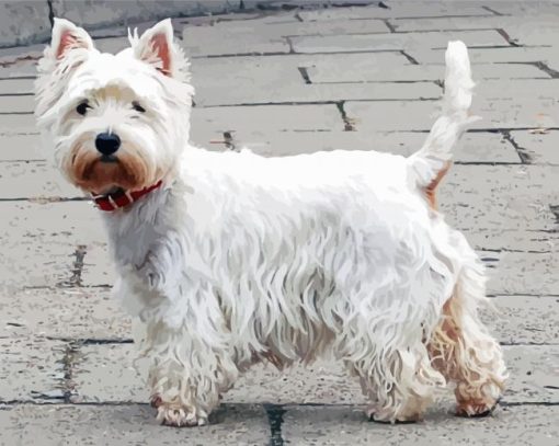 Cute West Highland White Terrier paint by number