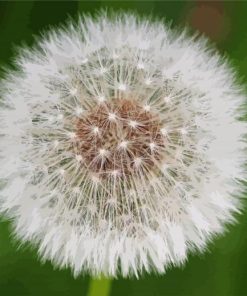 Dandelions Plant paint by number