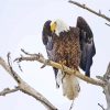 Eagle On A Tree Branch paint by numbers