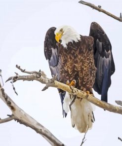 Eagle On A Tree Branch paint by numbers